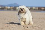 LHASSA APSO 318